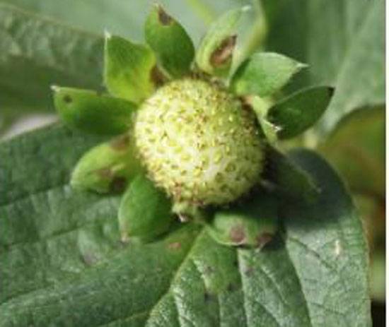 Corynespora cassiicola