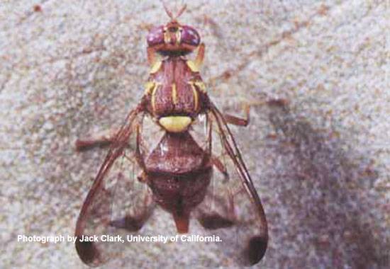 Bactrocera cucurbitae