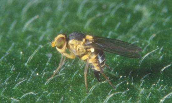 Liriomyza trifolii