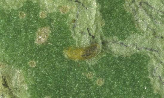 Liriomyza trifolii