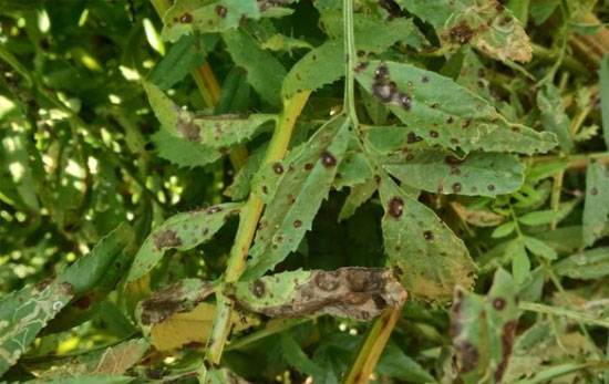Alternaria, Septoria, and Cercospora spp.