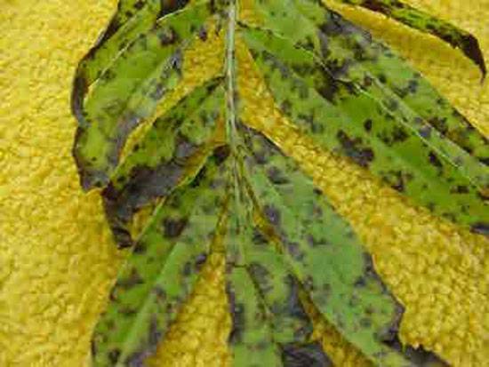 Alternaria, Septoria, and Cercospora spp.