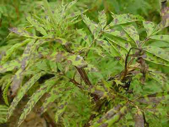 Alternaria, Septoria, and Cercospora spp.