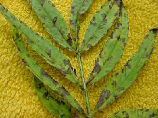 Alternaria, Septoria, and Cercospora spp.