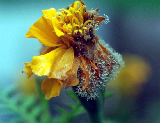 Botrytis cinerea