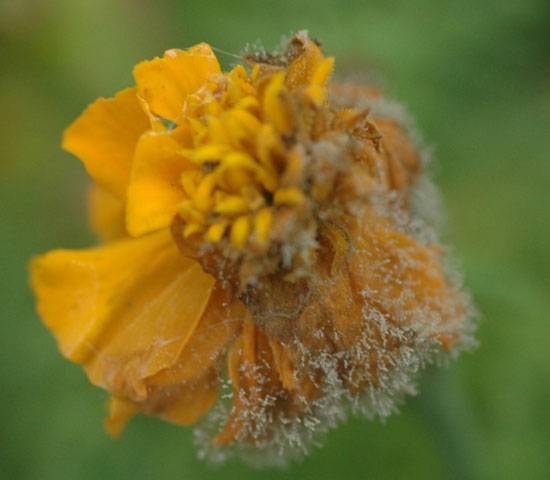 Botrytis cinerea