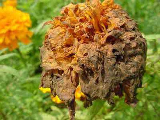 Botrytis cinerea