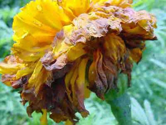 Botrytis cinerea