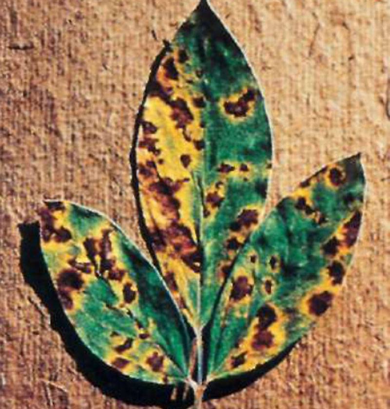 Cercospora cajani, Cercospora indica ,Cercospora instabilis