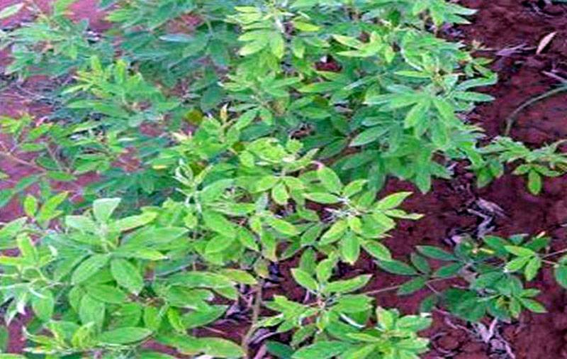 Aceria cajani