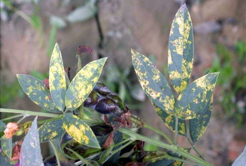 Vector: Whiteflies (Bemisia tabaci)