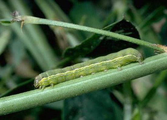 Spodoptera spp.