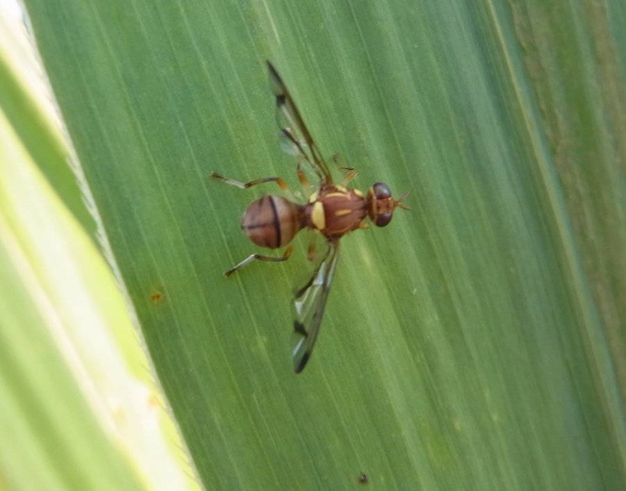 Bactrocera cucurbitae