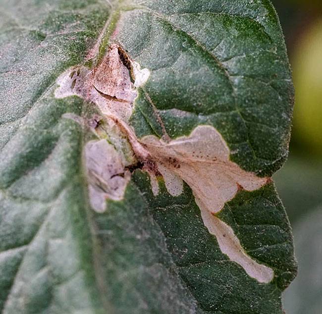 Tuta absoluta (Phthorimaea absoluta)