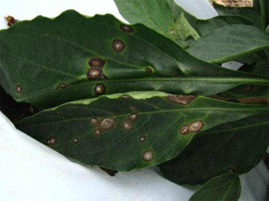 Cercospora capsici