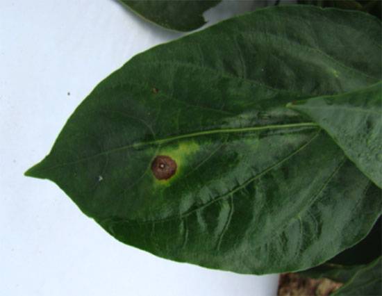 Cercospora capsici