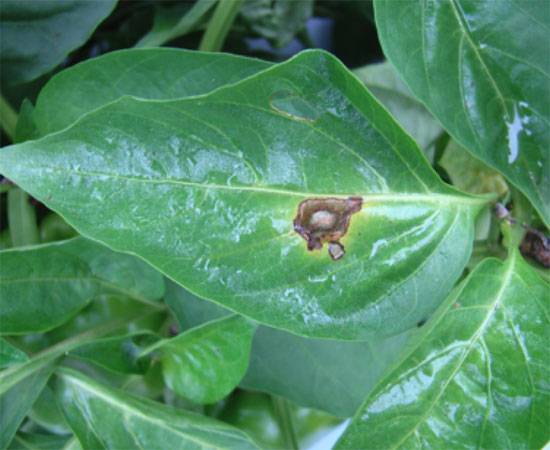 Cercospora capsici