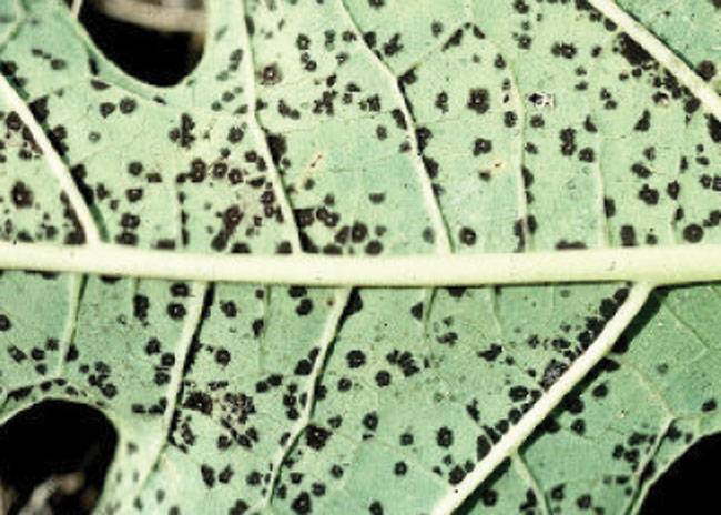Asperisporium caricae