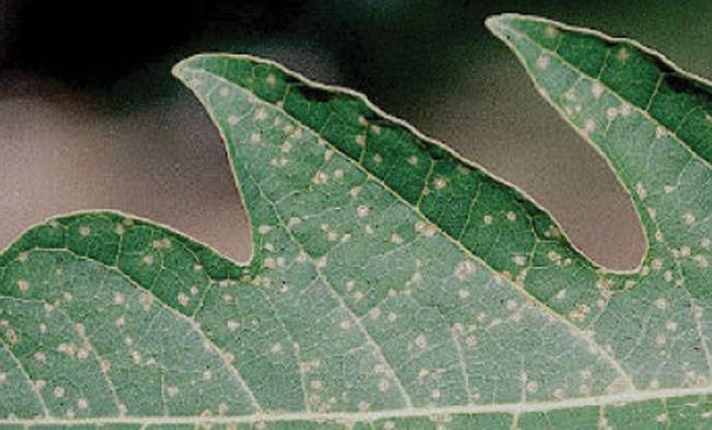 Asperisporium caricae