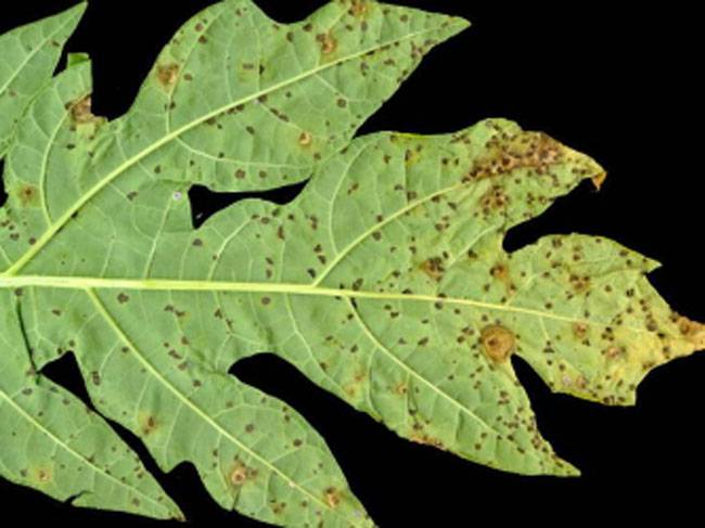 Asperisporium caricae