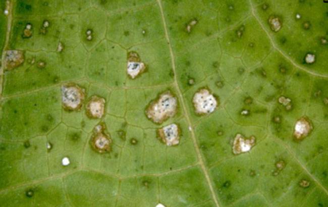Asperisporium caricae