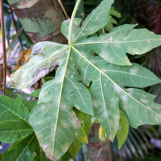 Oidium caricae
