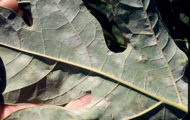 Oidium caricae