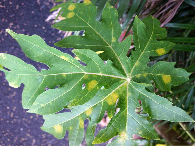Oidium caricae