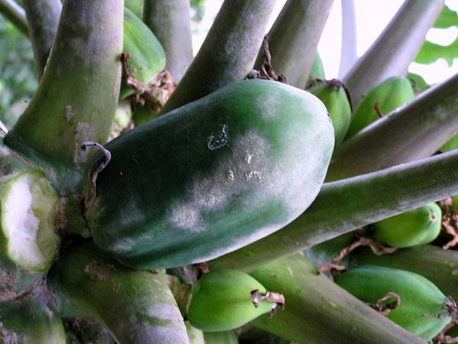 Oidium caricae