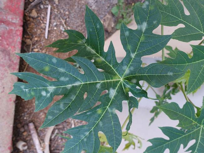 Oidium caricae