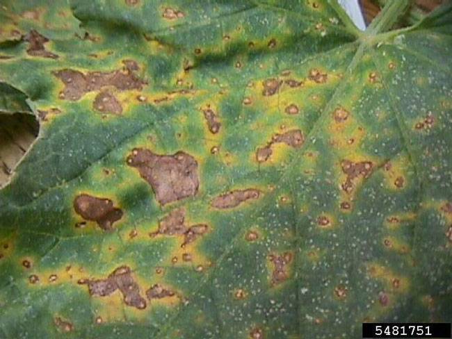 Alternaria cucumerina