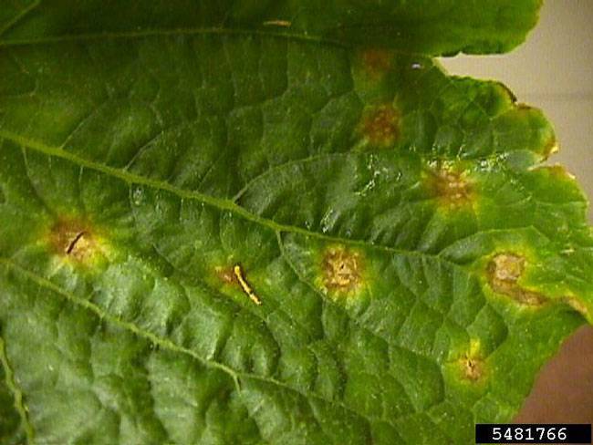 Colletotrichum orbiculare