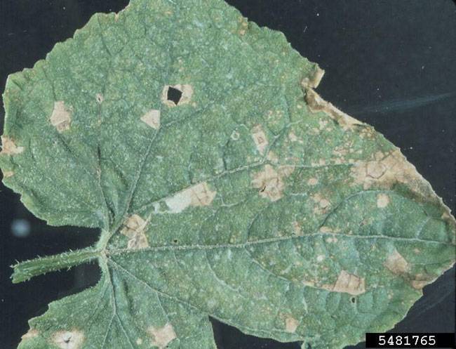 Colletotrichum orbiculare