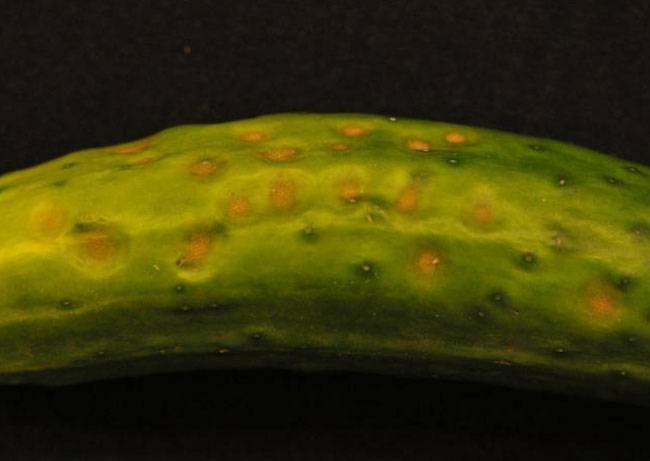 Colletotrichum orbiculare