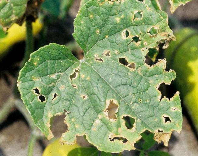 Colletotrichum orbiculare