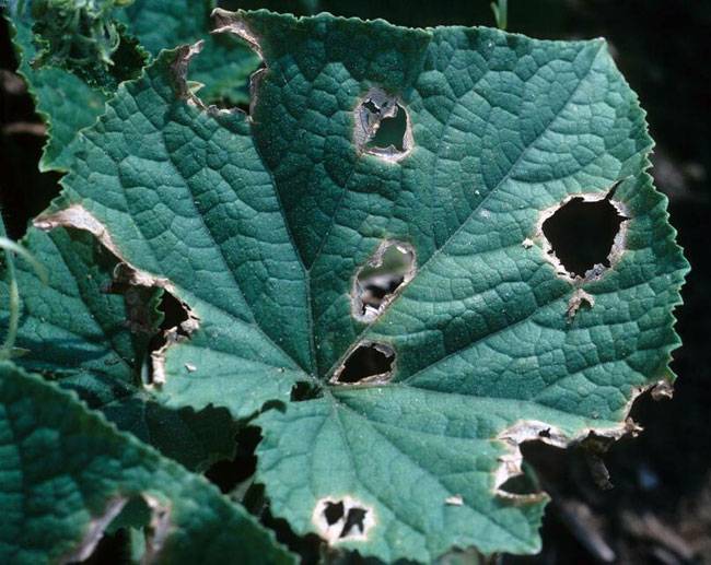 Colletotrichum orbiculare