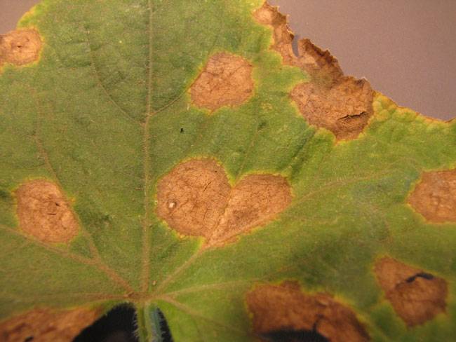 Colletotrichum orbiculare