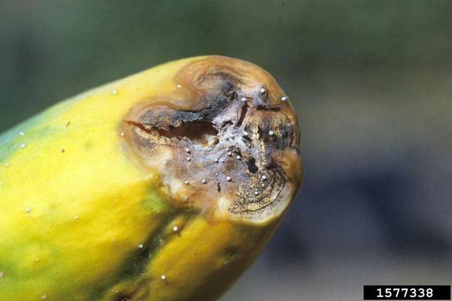 Colletotrichum orbiculare