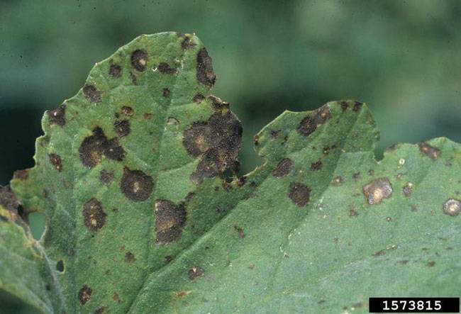 Cercospora citrullina