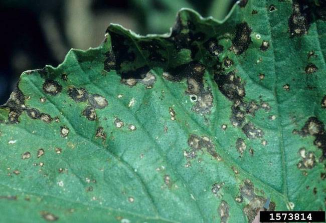 Cercospora citrullina