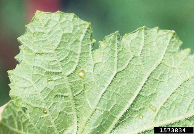 Cercospora citrullina