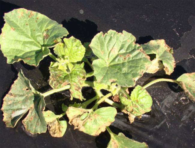 Pseudomonas syringae