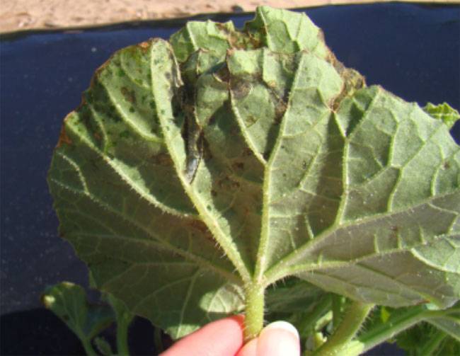 Pseudomonas syringae