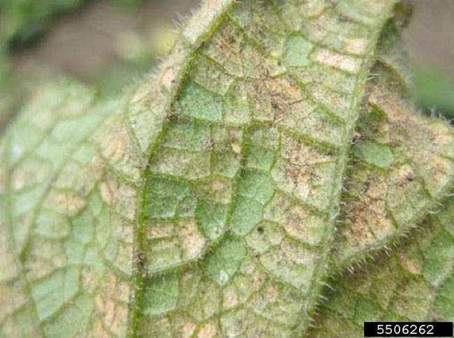 Pseudoperonospora cubensis