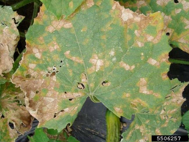 Pseudoperonospora cubensis