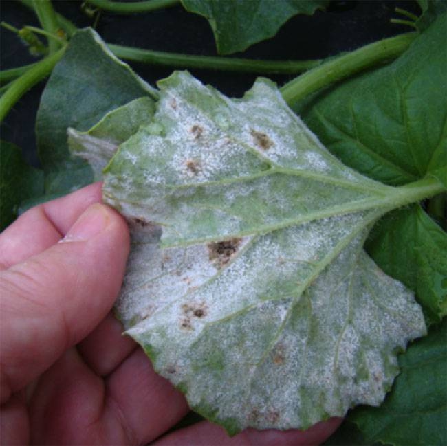 Erysiphe cichoracearum