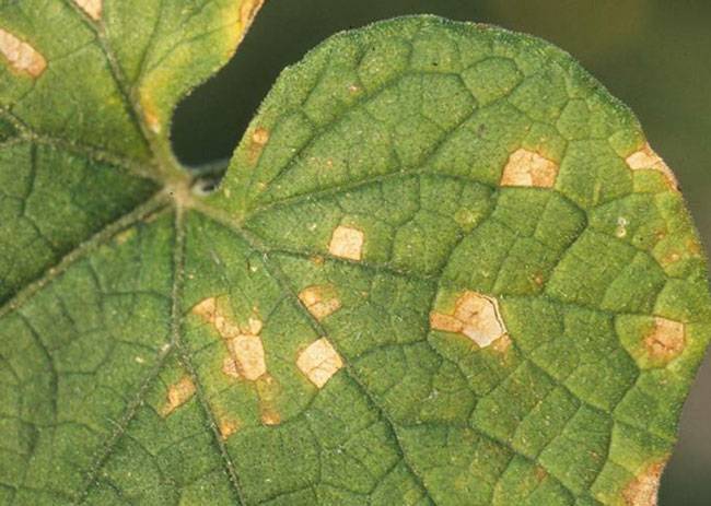 Corynespora cassiicola