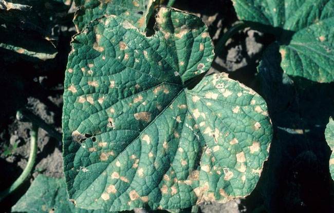 Corynespora cassiicola