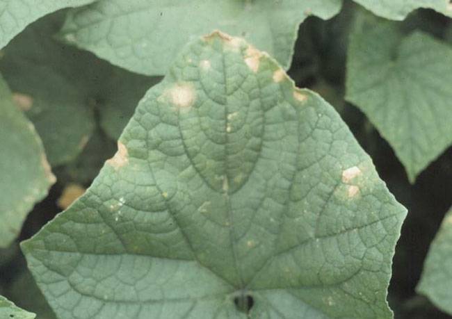 Corynespora cassiicola