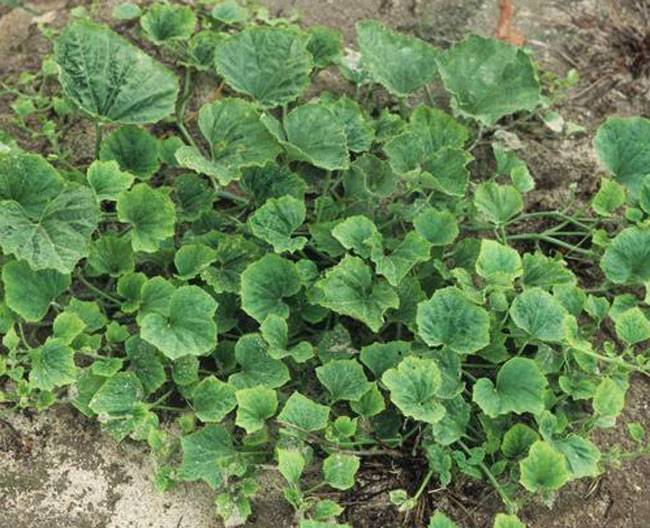 Candidatus Phytoplasma asteris